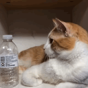 This bottle's empty, get me a new one, human! And make sure it's cold this time! GIF found on The Dodo.