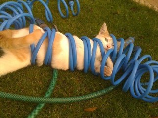 Hey, this hose isn't cooling me off at all! Image found on BuzzFeed.