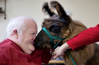 I now have an inexplicable urge to smooch a llama. Image by Jen Osborne found on Slate.