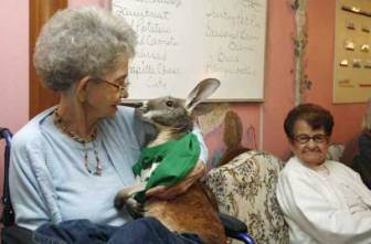 And even kangaroos can provide comfort. Image found on L.A. Unleashed blog (Los Angeles Times).